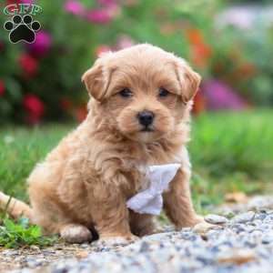 Tommy, Maltipoo Puppy